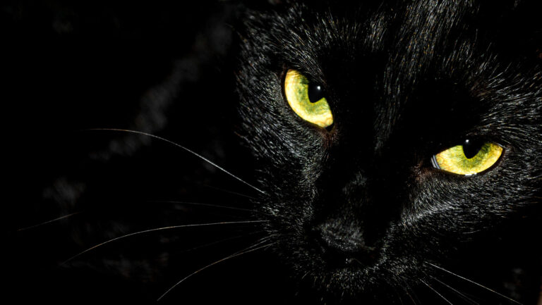 Do any animals besides black cats supposedly bring bad luck?