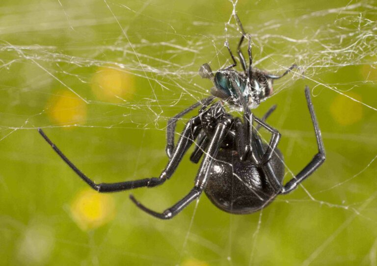 Do female black widow spiders kill and eat their mates after sex?