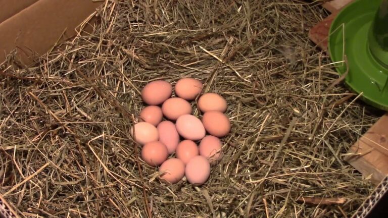 Do Hens sit on eggs?