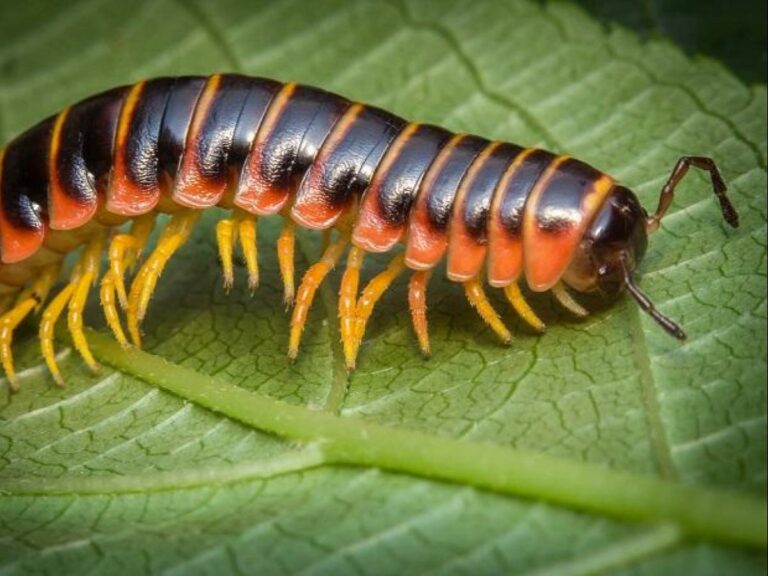 Does a millipede really have 1000 legs?