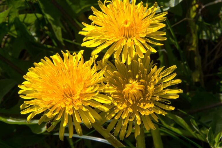 How did the Dandelion get its name?