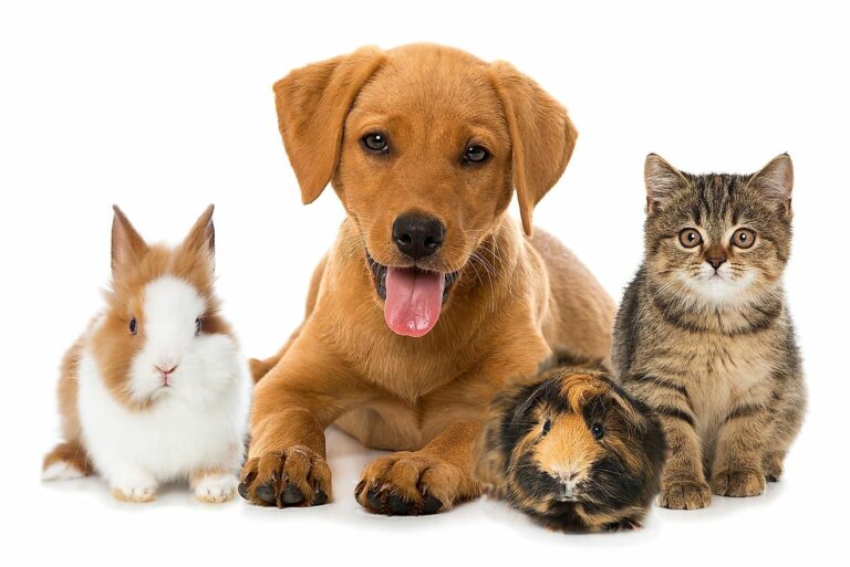 How many dogs and cats are there in the United States?