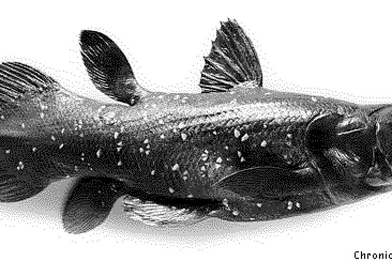 How old is the species of fish known as the coelacanth?