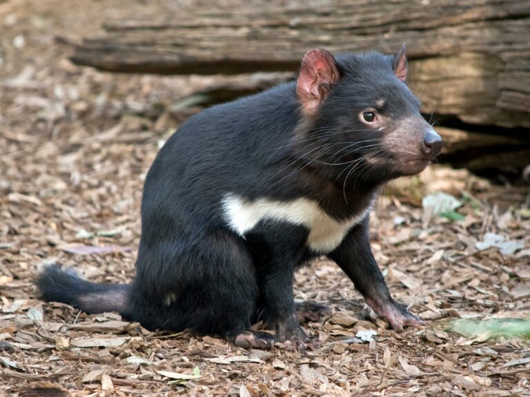 What exactly is a Tasmanian devil?