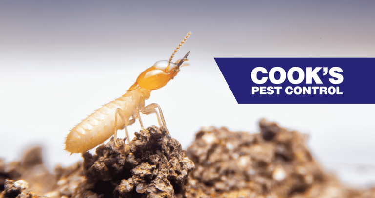 What good do termites do?