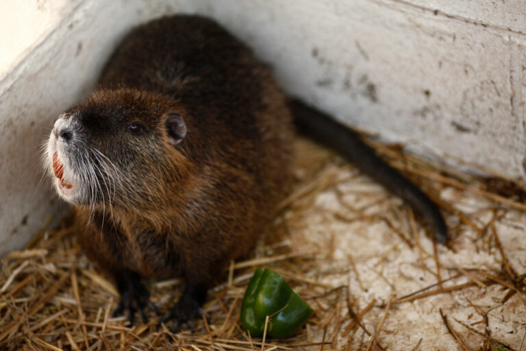 What is a nutria?