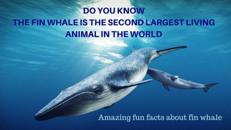 What is the largest living animal?