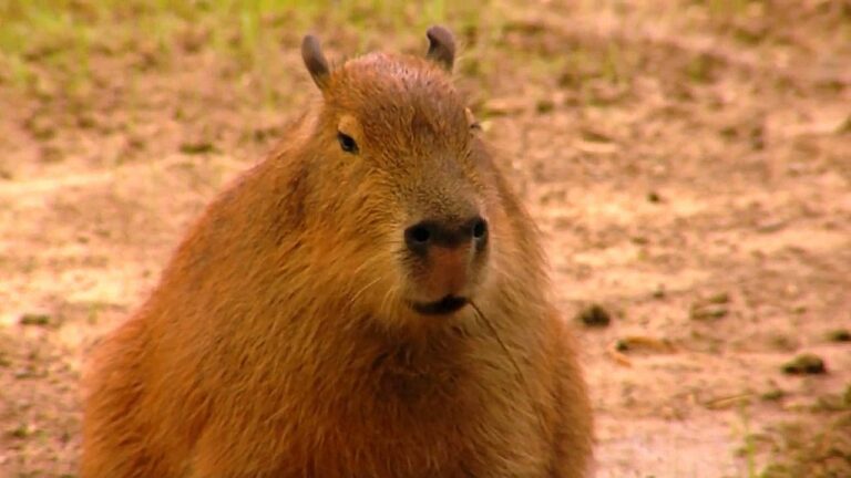 What is the largest rodent in the world?