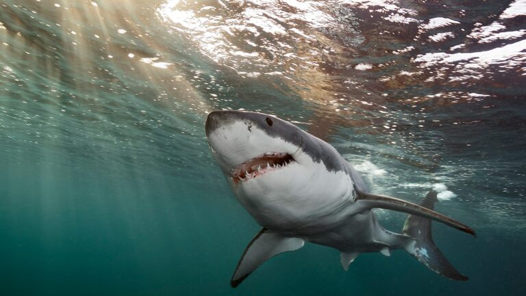 What is the largest shark attack ever recorded?