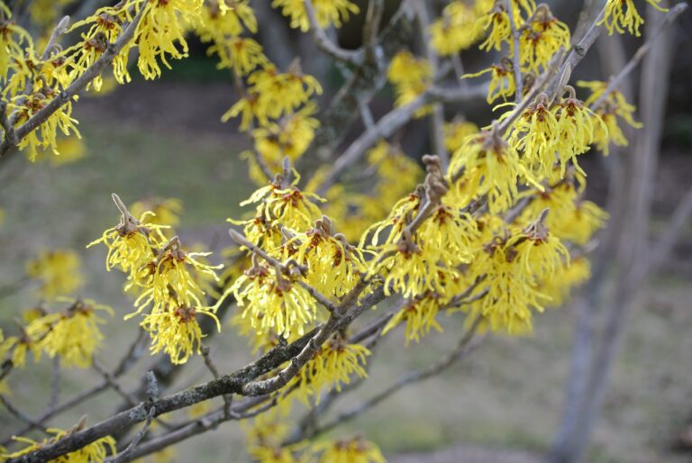 What is the origin of the term Witch Hazel?