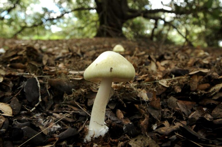 What is the world’s deadliest mushroom?