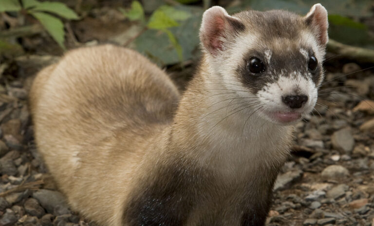 What kind of cat is a polecat?