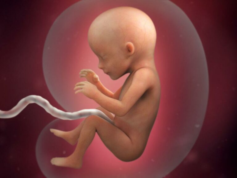 When does a human fetus acquire fingerprints?