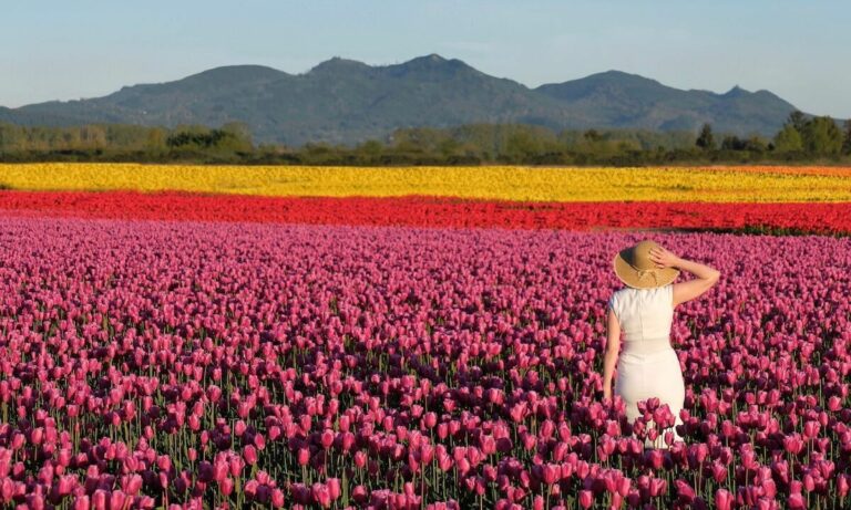 When is the Tulip Festival held in Holland, Michigan?