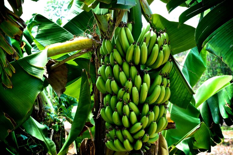 Where did bananas originate?