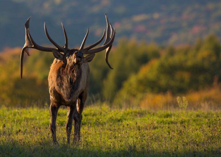 Where did the association called the Elks get their name?